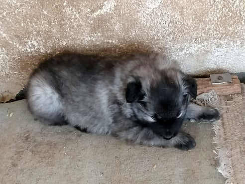 Inseratsbild