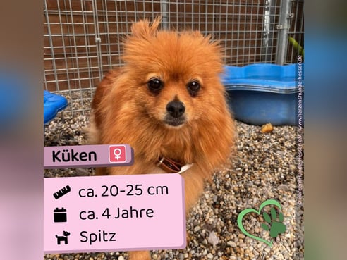 Inseratsbild
