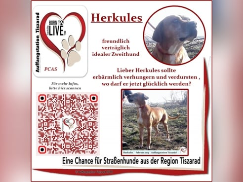 Inseratsbild