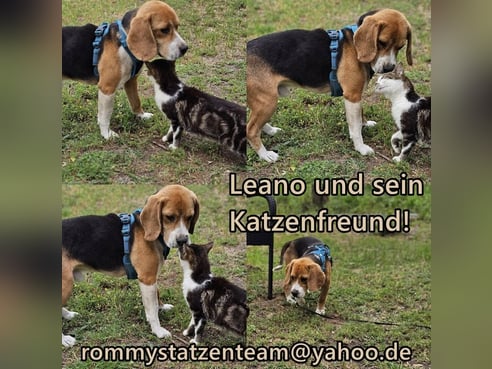 Inseratsbild