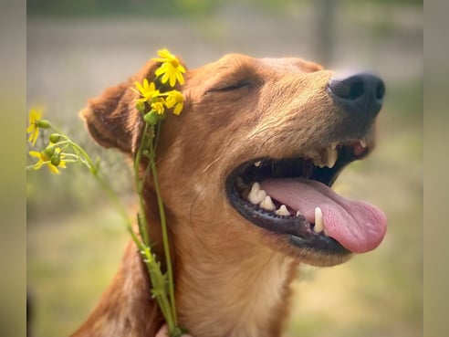 Inseratsbild