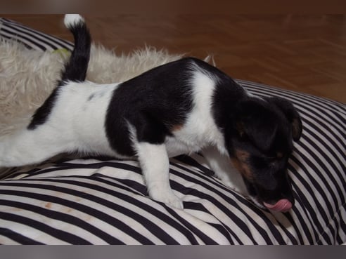 Inseratsbild
