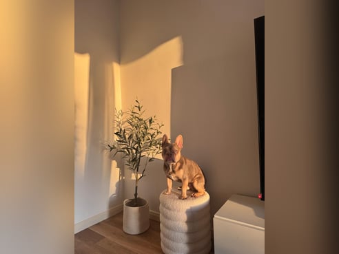 Inseratsbild