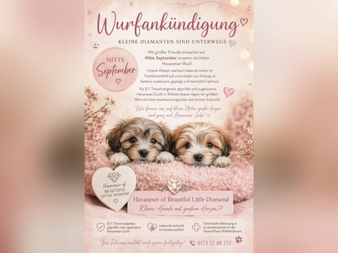 Inseratsbild