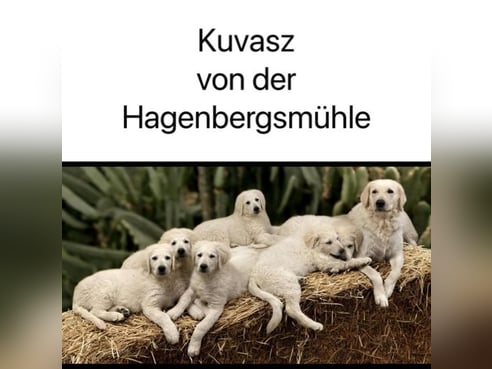 Inseratsbild