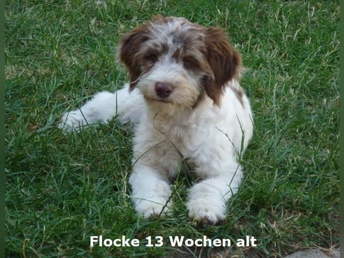 Inseratsbild