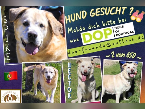 Inseratsbild