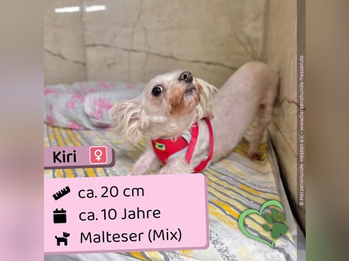 Inseratsbild