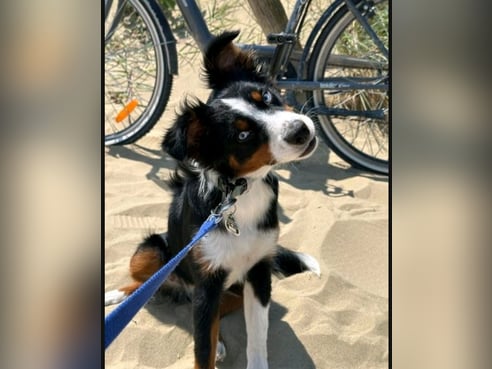 Inseratsbild