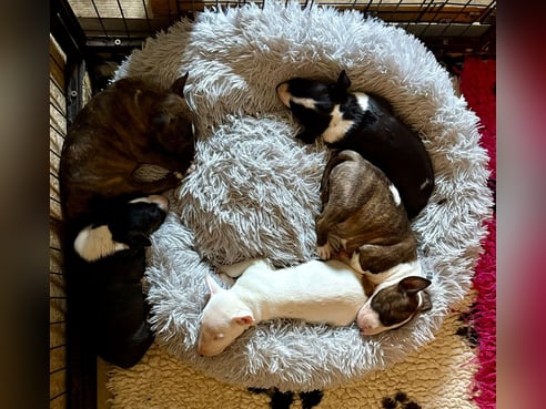 Inseratsbild