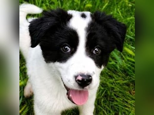 Inseratsbild