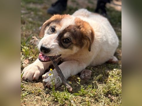 Inseratsbild