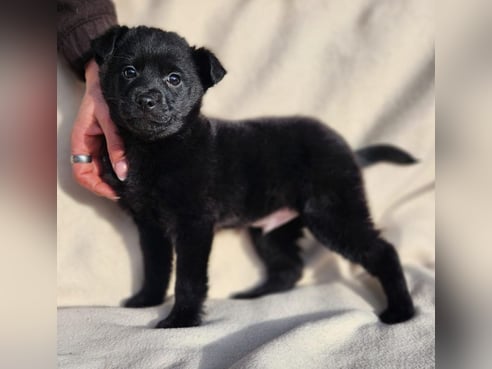Inseratsbild