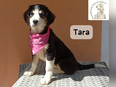 Inseratsbild