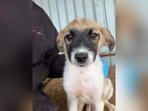 Inseratsbild