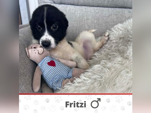 Inseratsbild