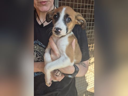 Inseratsbild