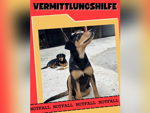 Inseratsbild