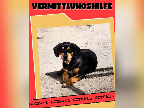 Inseratsbild
