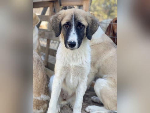 Inseratsbild