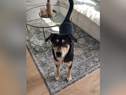 Inseratsbild
