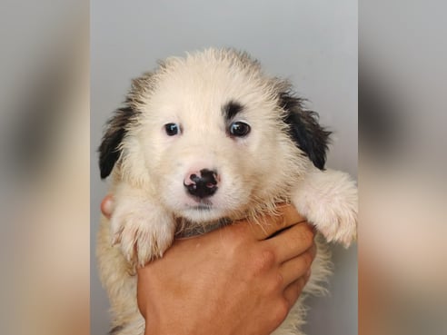 Inseratsbild