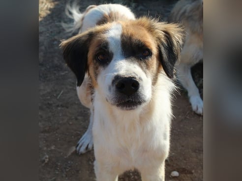 Inseratsbild
