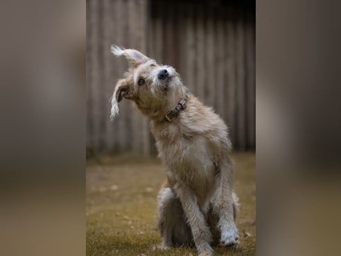 Inseratsbild