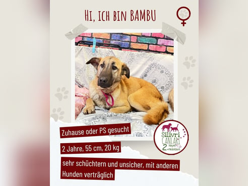 Inseratsbild