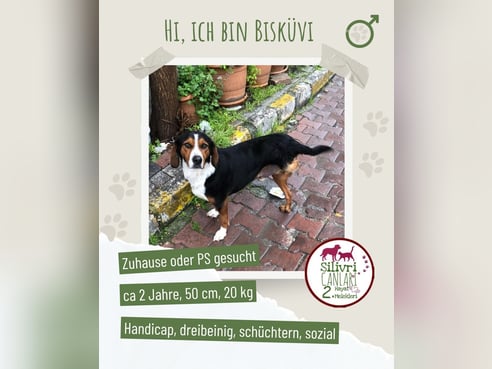 Inseratsbild