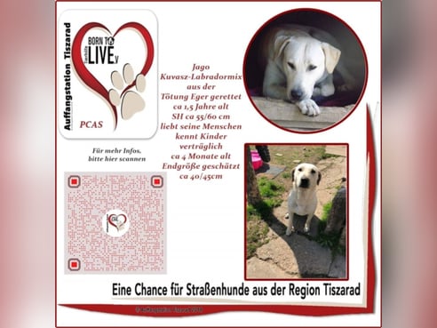 Inseratsbild