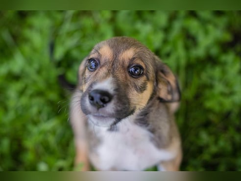 Inseratsbild
