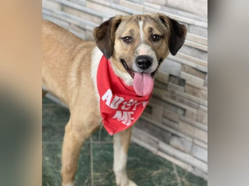 Inseratsbild