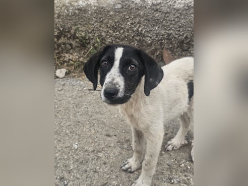 Inseratsbild