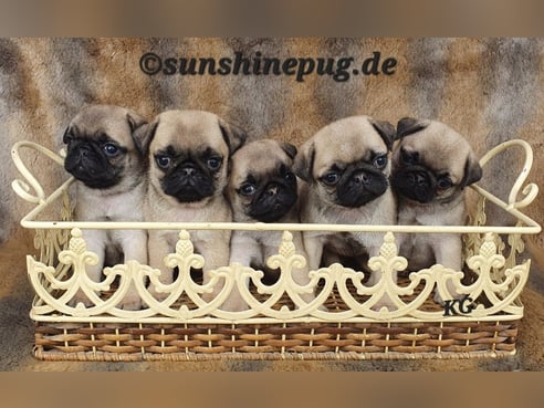 Inseratsbild