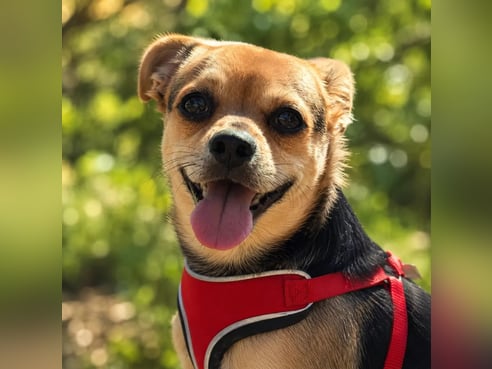 Inseratsbild