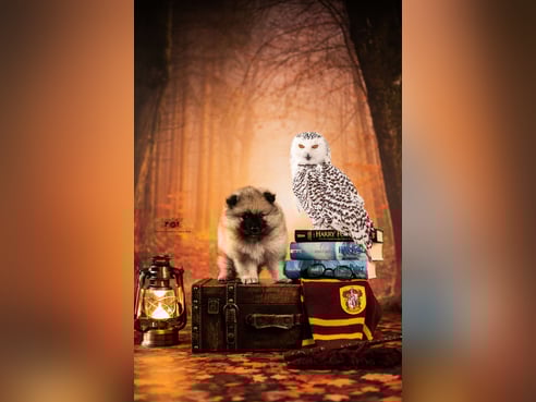 Inseratsbild