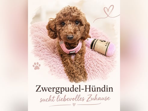 Inseratsbild