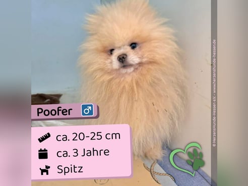 Inseratsbild