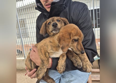 Fagiolino - lieber, neugieriger Herzensbub auf der Suche nach seiner Familie