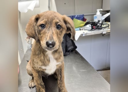 Fagiolino - lieber, neugieriger Herzensbub auf der Suche nach seiner Familie