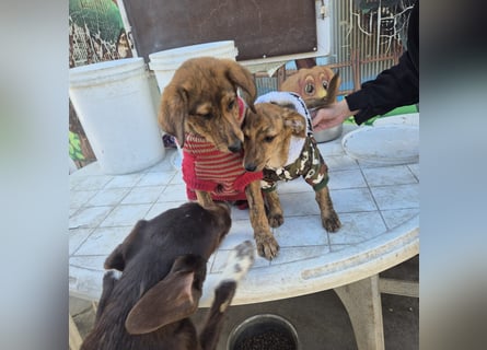 Fagiolino - lieber, neugieriger Herzensbub auf der Suche nach seiner Familie