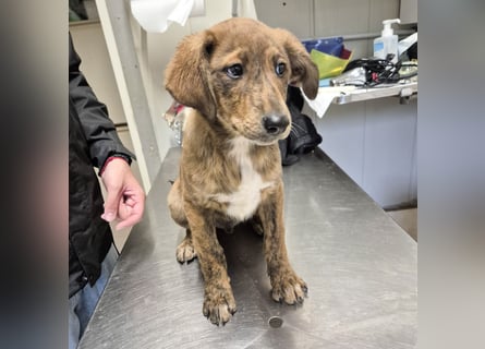 Fagiolino - lieber, neugieriger Herzensbub auf der Suche nach seiner Familie