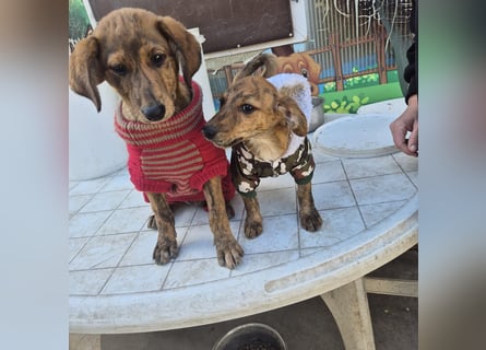 Fagiolino - lieber, neugieriger Herzensbub auf der Suche nach seiner Familie