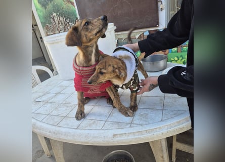 Fagiolino - lieber, neugieriger Herzensbub auf der Suche nach seiner Familie