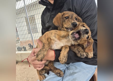 Fagiolino - lieber, neugieriger Herzensbub auf der Suche nach seiner Familie