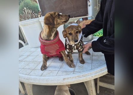 Fagiolino - lieber, neugieriger Herzensbub auf der Suche nach seiner Familie