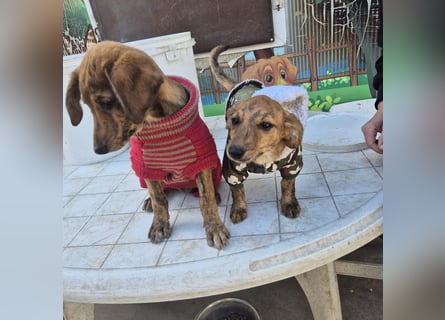 Fagiolino - lieber, neugieriger Herzensbub auf der Suche nach seiner Familie