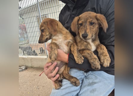 Fagiolino - lieber, neugieriger Herzensbub auf der Suche nach seiner Familie