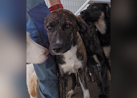Minerva: ich wäre gerne Familienhund